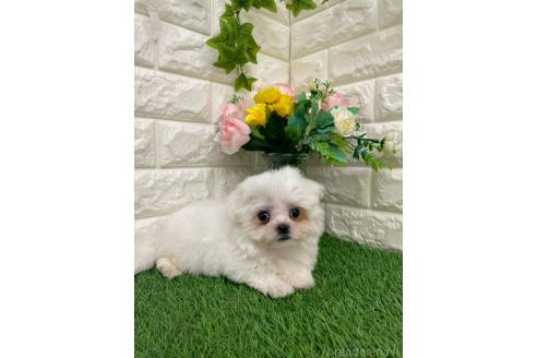 販売中の岡山県のミックス犬-393008の11枚目