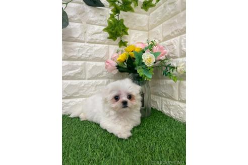 販売中の岡山県のミックス犬-393008の9枚目