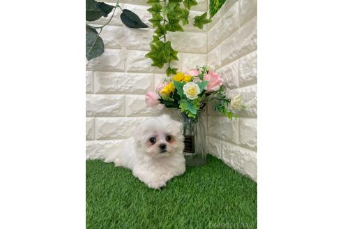 販売中の岡山県のミックス犬-393008の8枚目