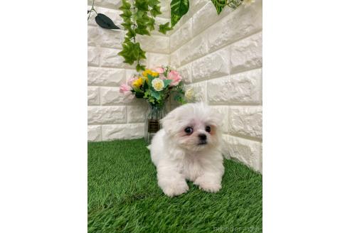 販売中の岡山県のミックス犬-393008の7枚目