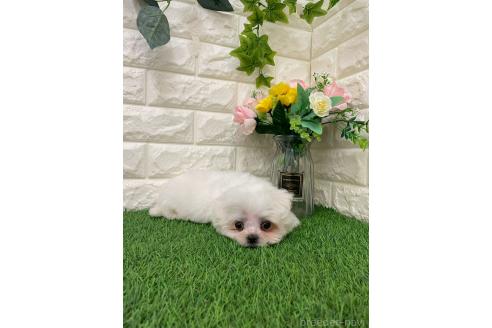 販売中の岡山県のミックス犬-393008の6枚目