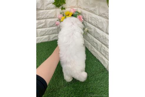 販売中の岡山県のミックス犬-393008の5枚目