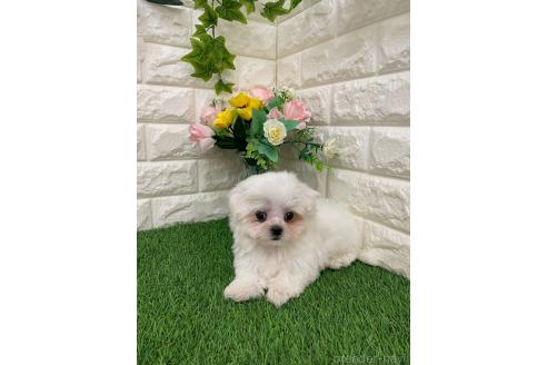 販売中の岡山県のミックス犬-393008の4枚目