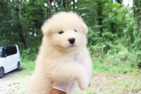 販売中の栃木県のサモエド-393073の4枚目