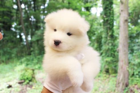 販売中の栃木県のサモエド-393073の2枚目