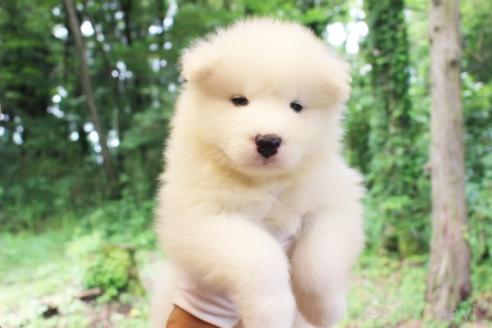 販売中の栃木県のサモエド-393073の1枚目