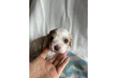 販売中の愛知県のミックス犬-393074の1枚目