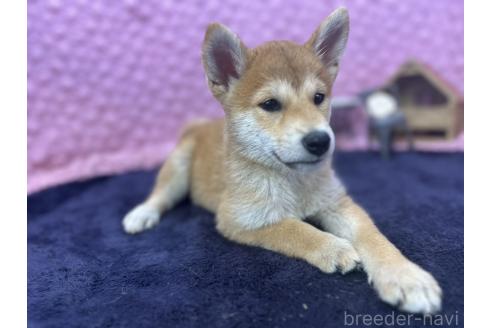 販売中の茨城県の柴犬-390326の13枚目
