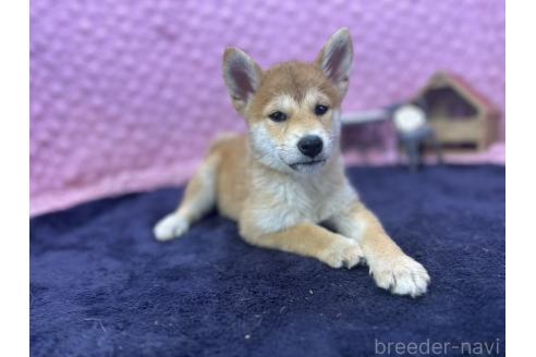 販売中の茨城県の柴犬-390326の12枚目