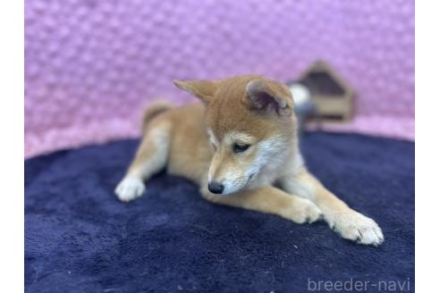 販売中の茨城県の柴犬-390326の11枚目