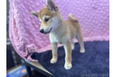 販売中の茨城県の柴犬-390326の10枚目