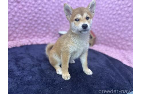 販売中の茨城県の柴犬-390326の8枚目