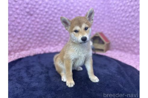 販売中の茨城県の柴犬-390326の7枚目