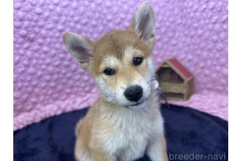 販売中の茨城県の柴犬-390326の6枚目