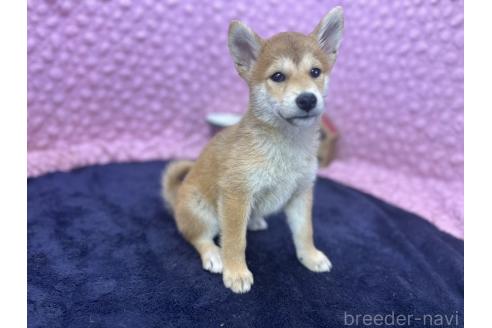 販売中の茨城県の柴犬-390326の5枚目