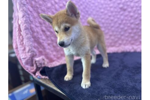 販売中の茨城県の柴犬-390326の4枚目