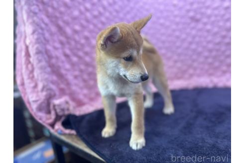 販売中の茨城県の柴犬-390326の3枚目