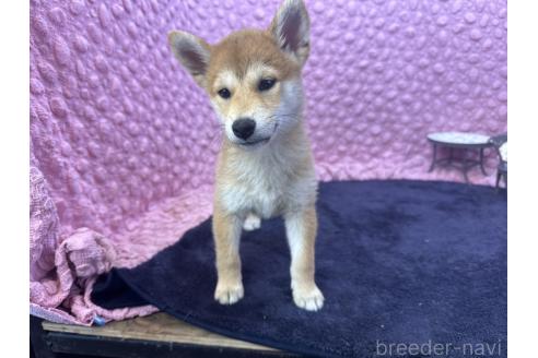 販売中の茨城県の柴犬-390326の2枚目