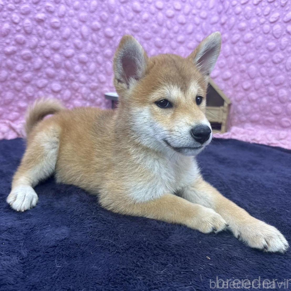 販売中の茨城県の柴犬-390326