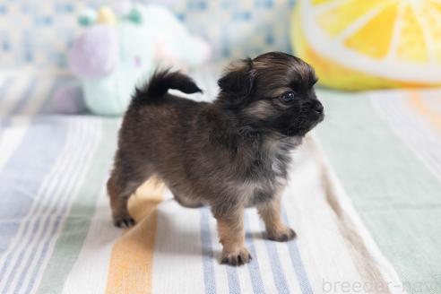 販売中の福岡県のミックス犬-387527の8枚目