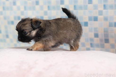 販売中の福岡県のミックス犬-387527の5枚目