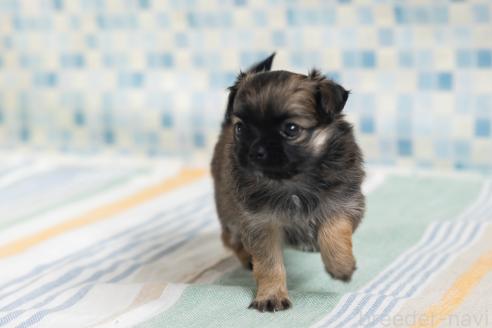 販売中の福岡県のミックス犬-387527の3枚目