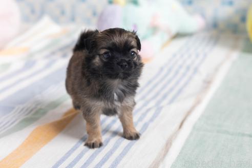 販売中の福岡県のミックス犬-387527の2枚目