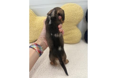販売中の千葉県のカニンヘンダックスフンド(ワイヤーヘアード)-393090の2枚目