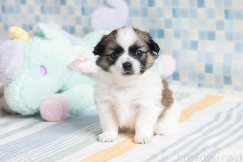 販売中の福岡県のミックス犬-387529