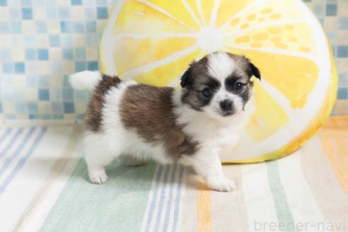 販売中の福岡県のミックス犬-387529の9枚目