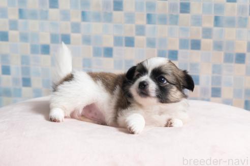 販売中の福岡県のミックス犬-387529の8枚目