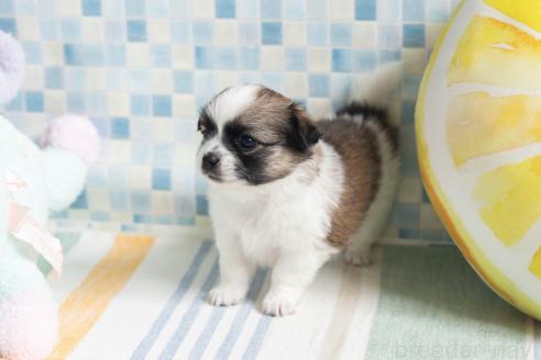 販売中の福岡県のミックス犬-387529の6枚目
