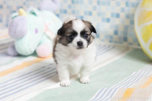販売中の福岡県のミックス犬-387529の5枚目