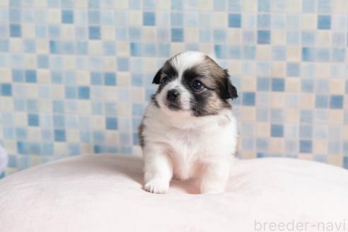 販売中の福岡県のミックス犬-387529の4枚目