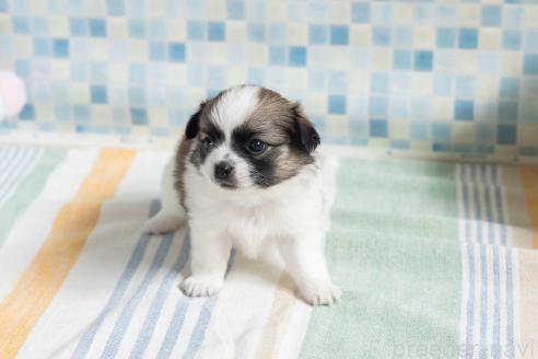 販売中の福岡県のミックス犬-387529の3枚目