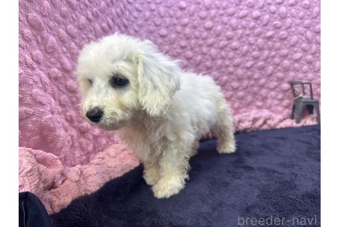 販売中の茨城県のビションフリーゼ-391674の15枚目