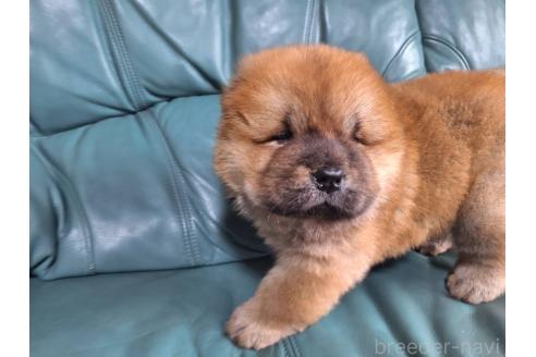 販売中の千葉県のチャウチャウ-393098の5枚目