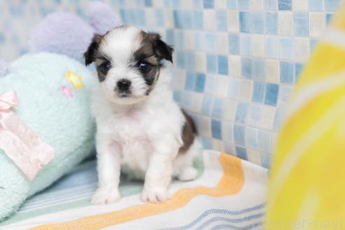 販売中の福岡県のミックス犬-387532の17枚目