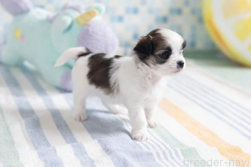 販売中の福岡県のミックス犬-387532の16枚目
