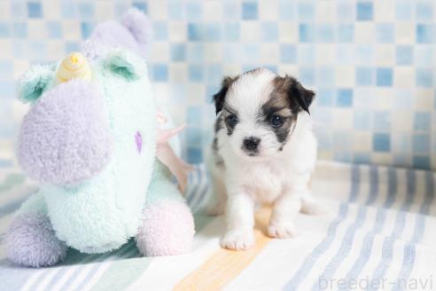 販売中の福岡県のミックス犬-387532の15枚目