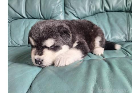 販売中の千葉県のアラスカンマラミュート-393106の2枚目