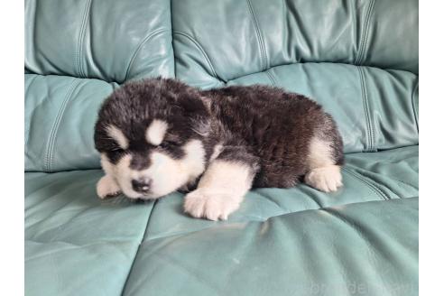 販売中の千葉県のアラスカンマラミュート-393107の3枚目