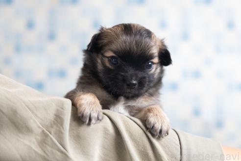 販売中の福岡県のミックス犬-387533の23枚目