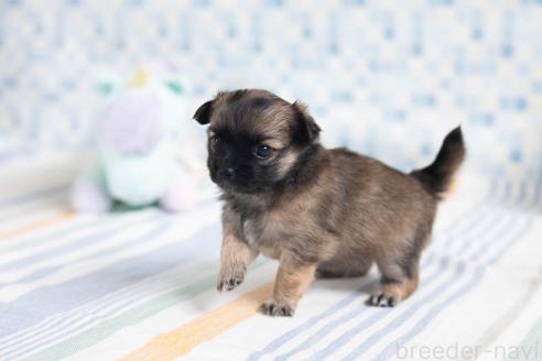 販売中の福岡県のミックス犬-387533の22枚目