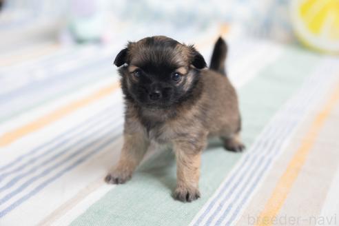 販売中の福岡県のミックス犬-387533の20枚目
