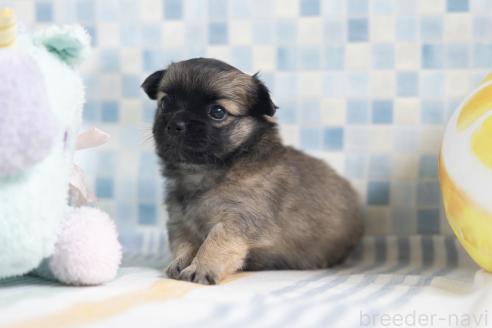 販売中の福岡県のミックス犬-387533