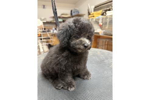 販売中の栃木県のタイニープードル-393108の9枚目
