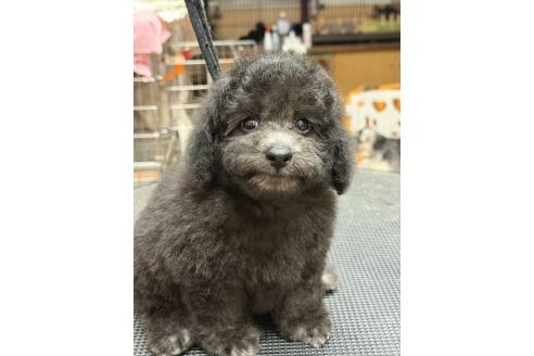 販売中の栃木県のタイニープードル-393108の6枚目