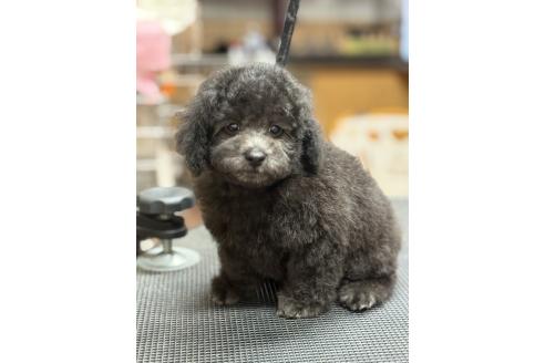 販売中の栃木県のタイニープードル-393108の5枚目