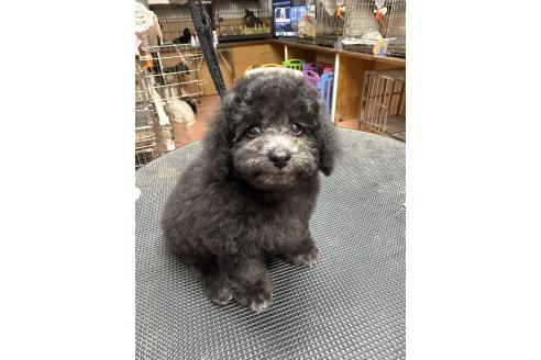 販売中の栃木県のタイニープードル-393108の3枚目